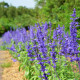 Šalvěj pomoučená modrá - Salvia farinacea - semena šalvěje - 60 ks