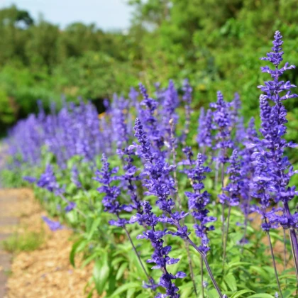 Šalvěj pomoučená modrá - Salvia farinacea - semena šalvěje - 60 ks