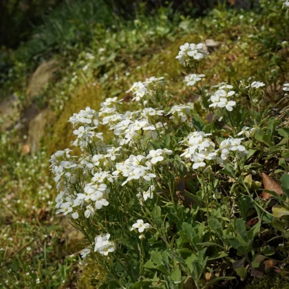 Huseník alpský bílý - Arabis alpina - semena huseníku - 200 ks