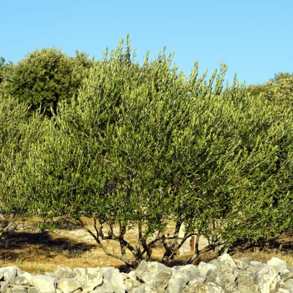 Olivovník evropský - Olea europeae - semena olivovníku - 5 ks