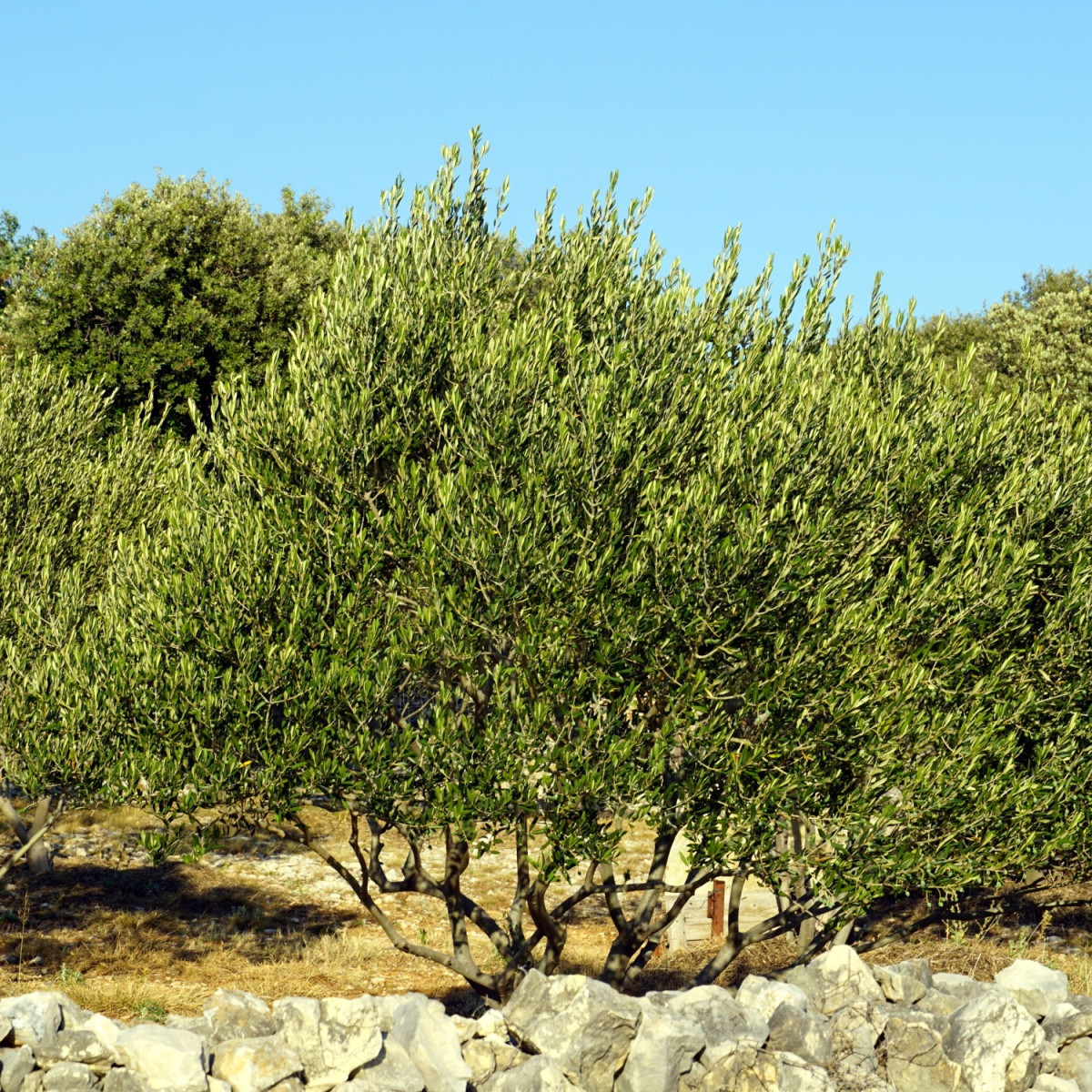 Olivovník evropský - Olea europeae - semena olivovníku - 5 ks