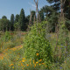 Lichořeřišnice stěhovavá - Tropaeolum peregrinum - semena lichořeřišnice - 15 ks