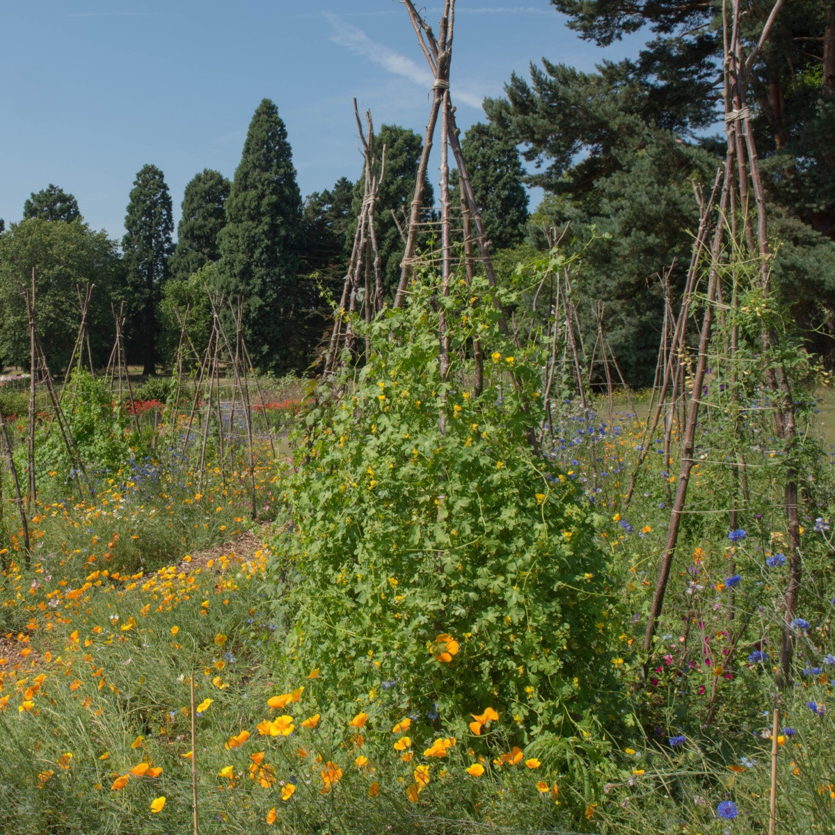 Lichořeřišnice stěhovavá - Tropaeolum peregrinum - semena lichořeřišnice - 15 ks