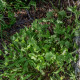 Portulák zimní - Batolka prorostlá - Claytonia perfoliata - semena batolky - 100 ks