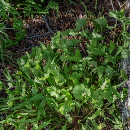 Portulák zimní - Batolka prorostlá - Claytonia perfoliata - semena batolky - 100 ks