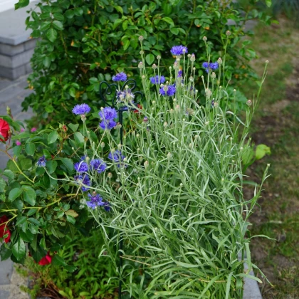 Chrpa modrá - Centaurea cyanus - semena chrpy - 30 ks