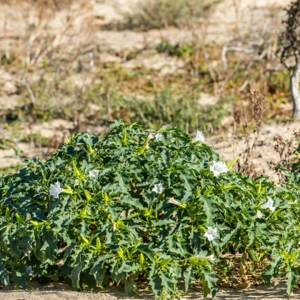 Durman obecný - Datura stramonium - semena durmanu - 5 ks
