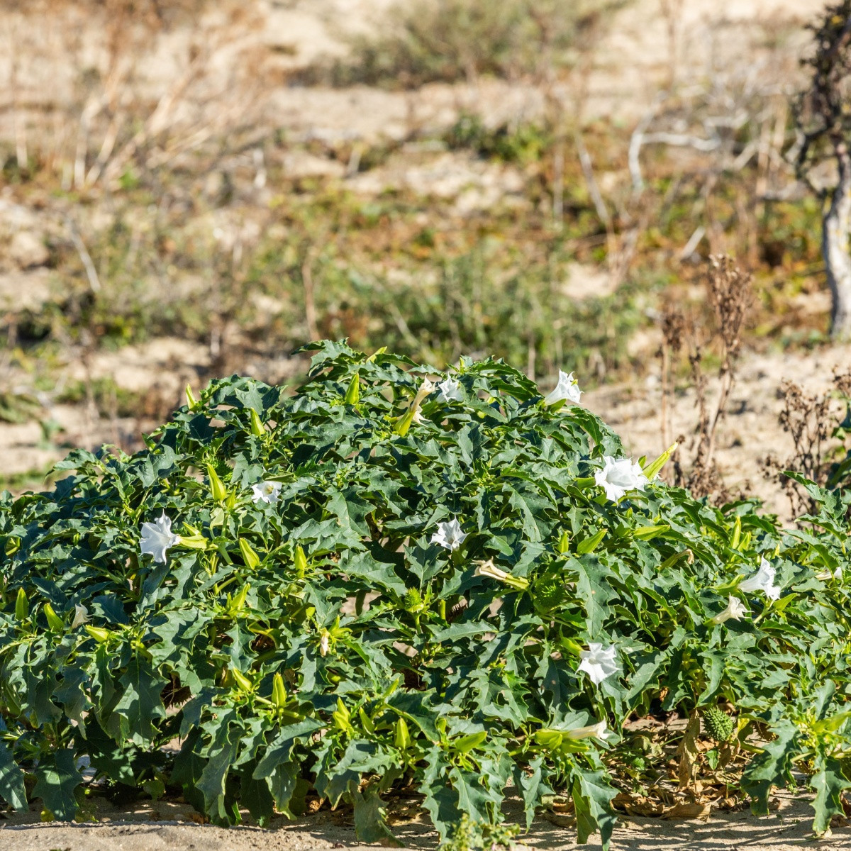 Durman obecný - Datura stramonium - semena durmanu - 5 ks
