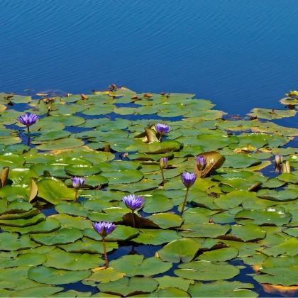 Leknín fialový - Nymphaea caerulea - semena leknínu - 6 ks