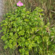 Růže svraskalá - Rosa rugosa - semena růže - 5 ks