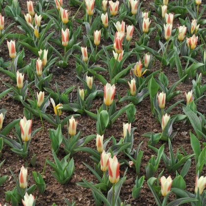 Tulipán Johann Strauss - Tulipa - cibule tulipánu - 3 ks
