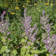Šalvěj muškátová - Salvia sclarea - semena šalvěje - 50 ks