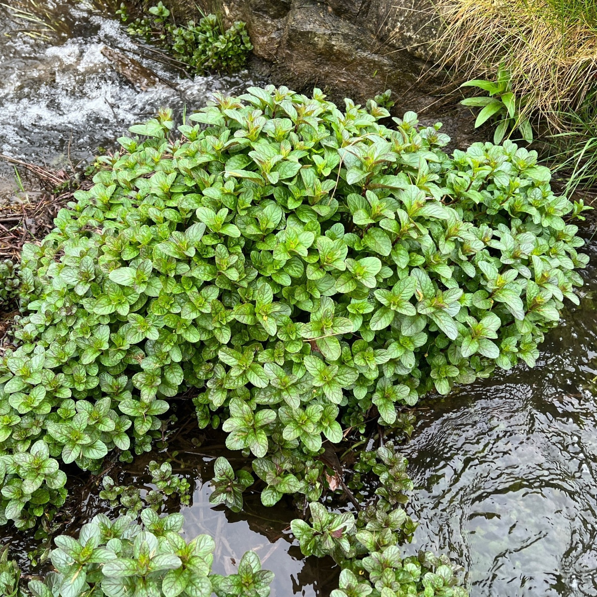 Máta vodní - Mentha aquatica - semena máty - 30 ks