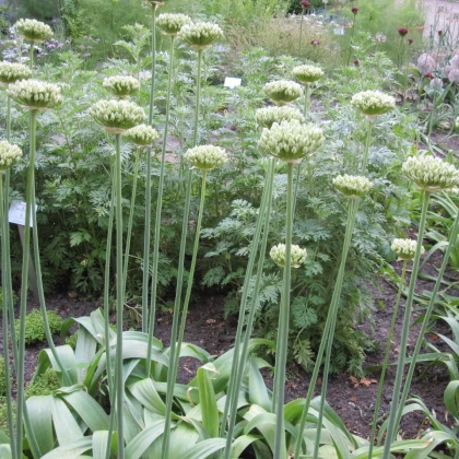 Česnek okrasný černý - Allium nigrum - cibule okrasného česneku - 2 ks