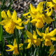 Narcis February Gold - Narcissus - cibule narcisu - 3 ks