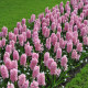 Hyacint Fondant - Hyacinthus fondante - cibule hyacintu - 1 ks