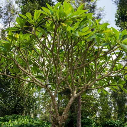 Magnólie champaca - Magnolia champaca - semena magnólie - 5 ks