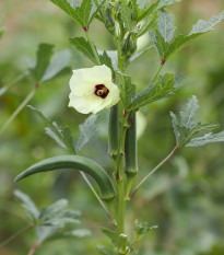 Ibišek jedlý - Okra burgunda - semena ibišku - 8 ks
