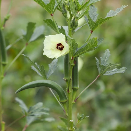 Ehető hibiszkusz – Okra – Abelmoschus esculentus – hibiszkusz magok – 8 db