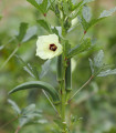 Ehető hibiszkusz – Okra – Abelmoschus esculentus – hibiszkusz magok – 8 db