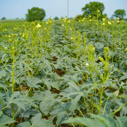 Ibišek jedlý - Okra burgunda - semena ibišku - 8 ks