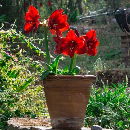 Hvězdník Red Lion - Hippeastrum - cibule hvězdníku - 1 ks