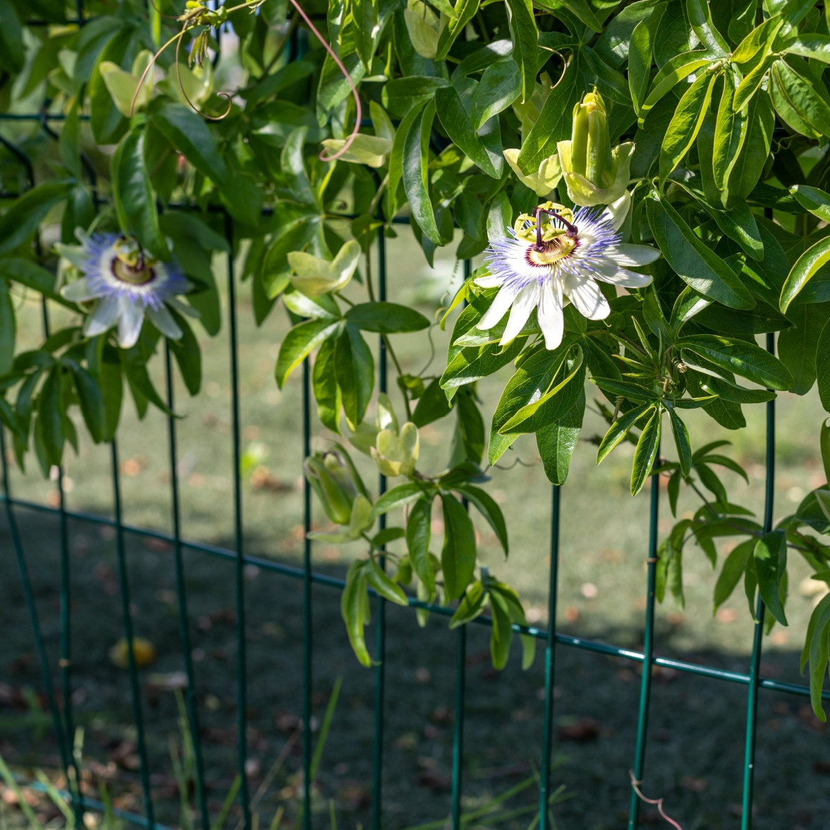 Mučenka modrá - Passiflora caerulea - semena mučenky - 5 ks