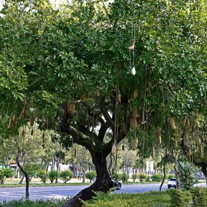 Szalámifa - Kigelia africana - szalámifa magok - 8 db
