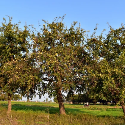 Oslizák líbezný - Aegle marmelos - semena oslizáku - 3 ks