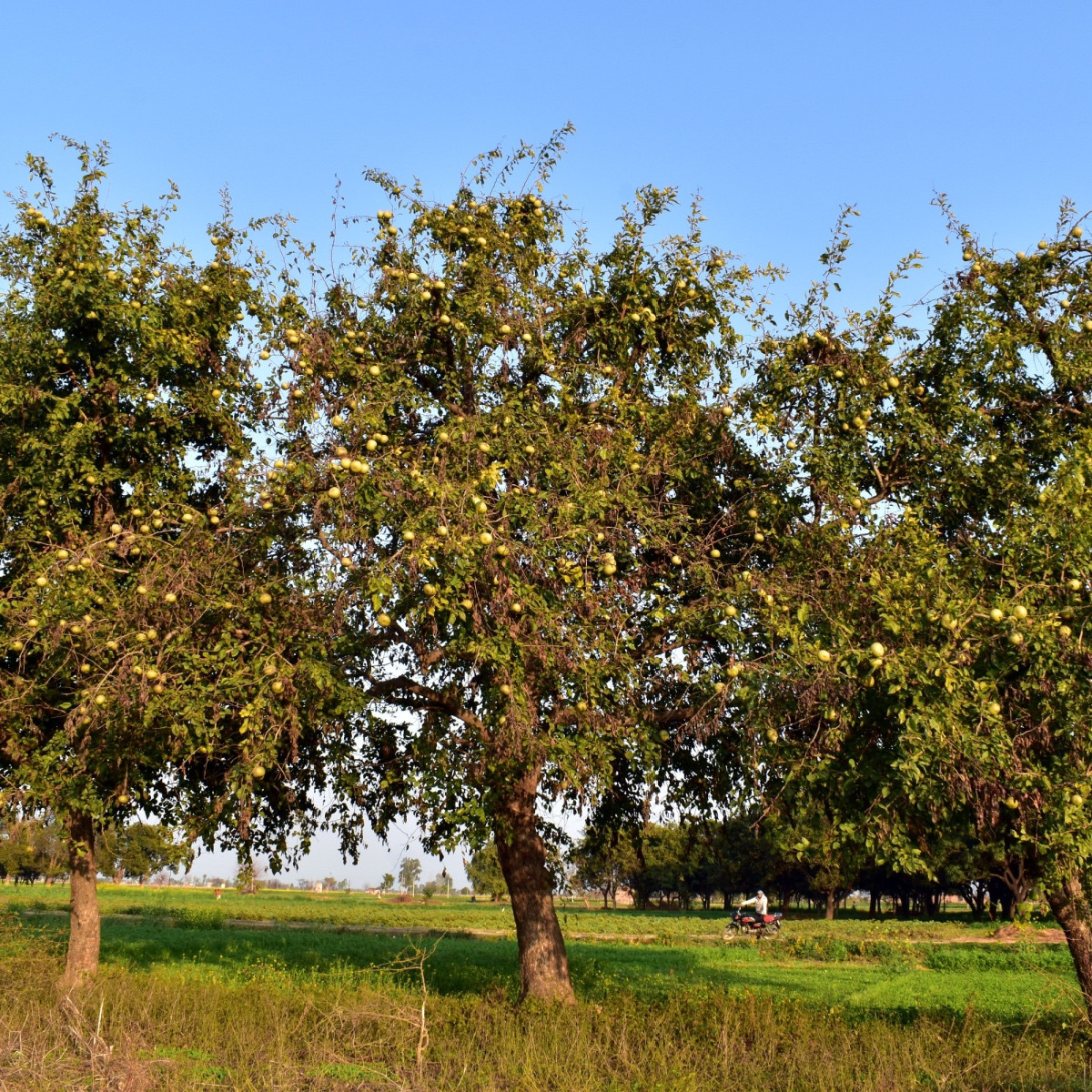 Oslizák líbezný - Aegle marmelos - semena oslizáku - 3 ks