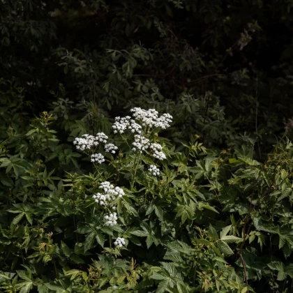 Bedrník obecný - Pimpinella saxifraga - semena bedrníku - 50 ks