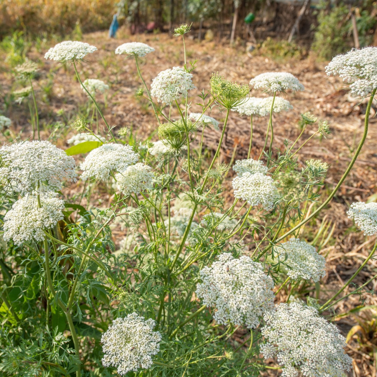 Kmín římský - Cuminum cyminum - semena kmínu - 40 ks