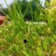 Arany porcsin Golden - Portulaca oleracea - szikárka magok - 100 db