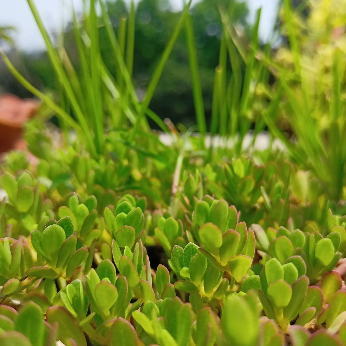 Arany porcsin Golden - Portulaca oleracea - szikárka magok - 100 db