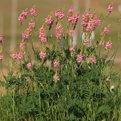 Vičenec ligrus - Onobrychis viciifolia - semena vičence - 50 ks