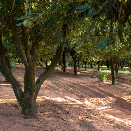 Makadamské oříšky - Macadamia integrifolia - semena makadamského oříšku - 2 ks