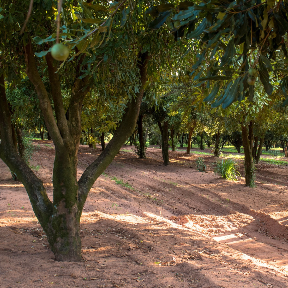 Makadamské oříšky - Macadamia integrifolia - semena makadamského oříšku - 2 ks