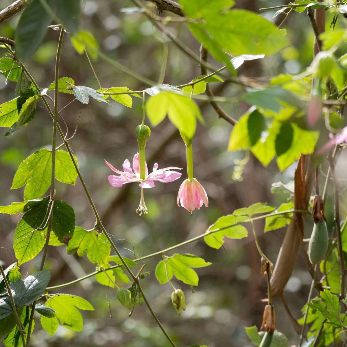 Mučenka banánová - Passiflora mollissima - semena mučenky - 5 ks