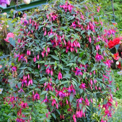 Fuchsie bolívijská - Fuchsia boliviana - semena fuchsie - 15 ks