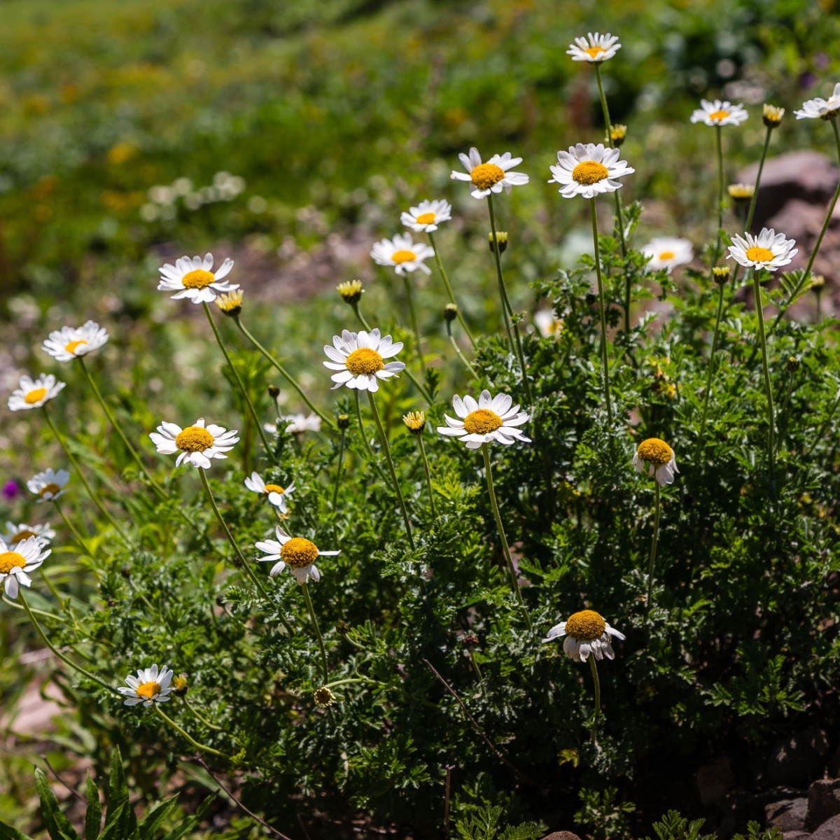 Heřmánek římský - Chamaemelum nobile - semena heřmánku - 500 ks