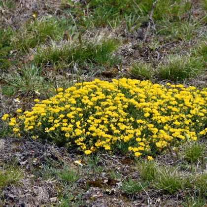Štírovník růžkatý - Lotus corniculatus - semena štírovníku - 100 ks