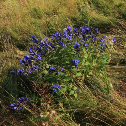 Tárnics - Gentiana asclepiadea - termesztés