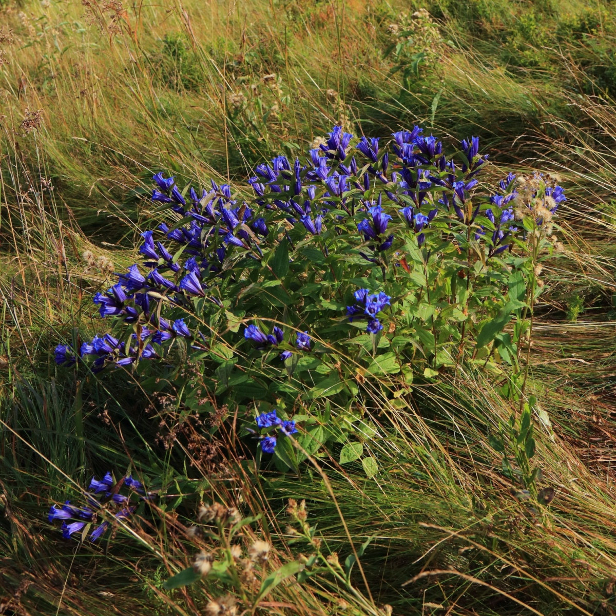 Tárnics - Gentiana asclepiadea - termesztés