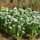 Pryšec vroubený - Euphorbia marginata - semena pryšce - 20 ks