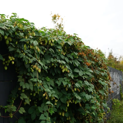 Chmel otáčivý - Humulus lupulus - semena chmelu - 8 ks