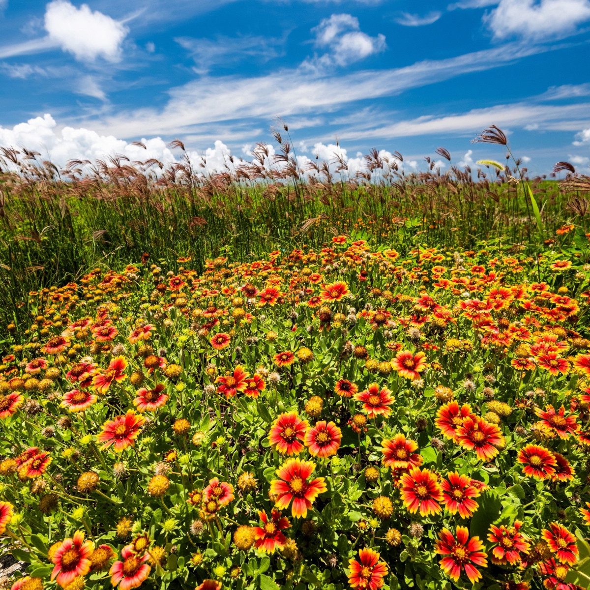 Kokarda jednoduchá - Gaillardia pulchella - semena kokardy - 0,3 g
