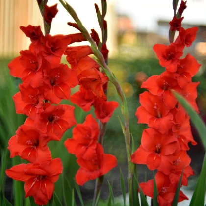 Gladiol Hunting song červený - Gladiolus - hlízy mečíku - 3 ks