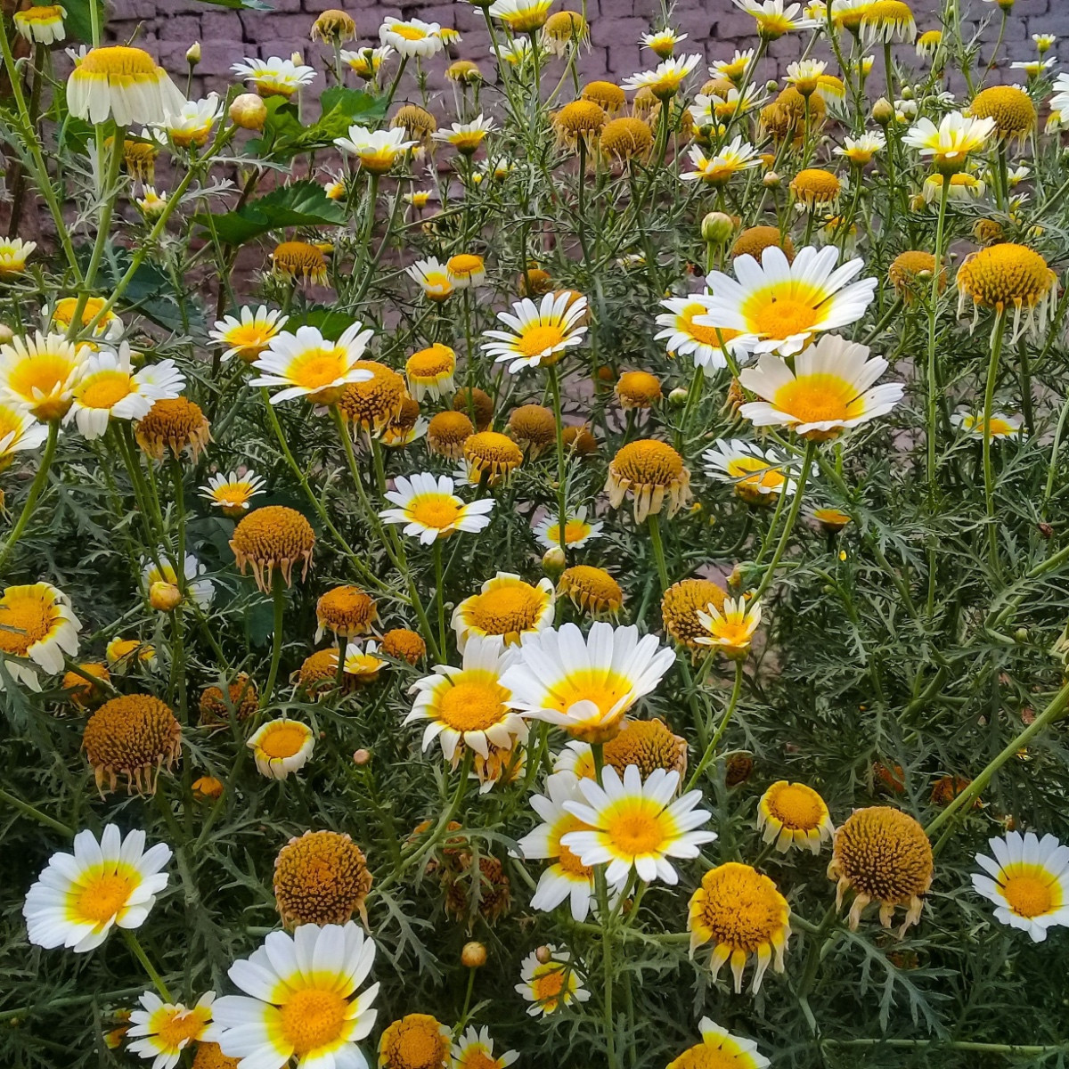 Chryzantéma jedlá - Chrysanthemum coronarium - semena chryzantémy - 400 ks