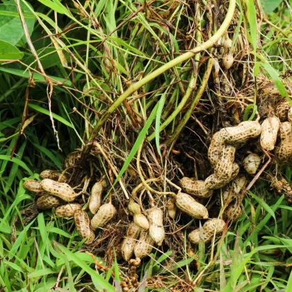 Podzemnice olejná - Arachis hypogaea - semena podzemnice - 3 ks