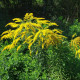 Közönséges aranyvessző – Solidago virgaurea – aranyvessző magok – 20 db